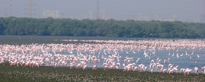 Sewri Jetty 